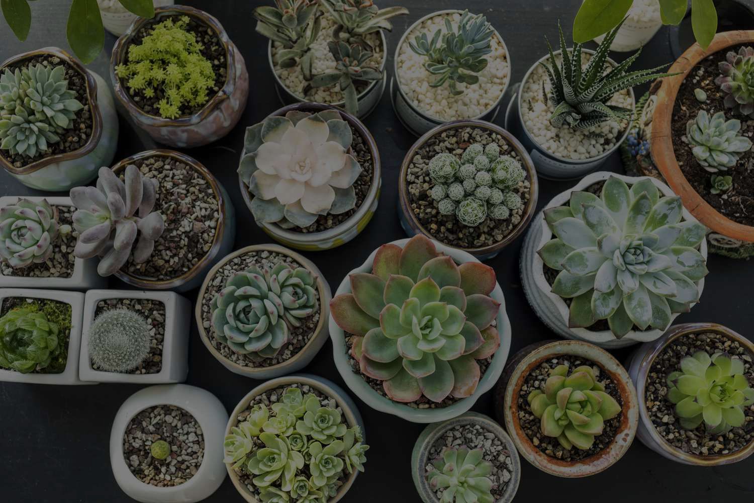 How To Grow Succulent Plants? A Complete Beginner’s Guide