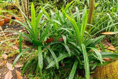 Why Identifying Plants Correctly Is the First Step to Keeping Them Healthy