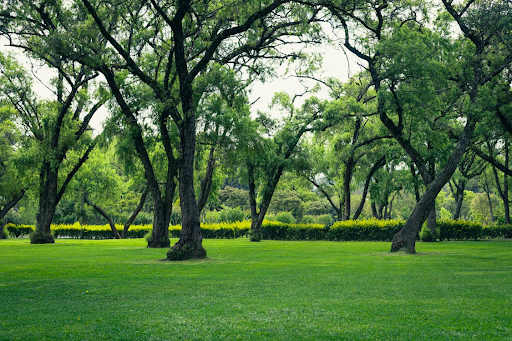 Smarter Approaches to Maintaining Trees and Green Spaces